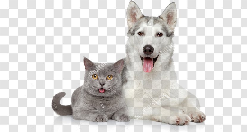Dog–cat Relationship Cat Food Pet Sitting - Whiskers - Dog Transparent PNG