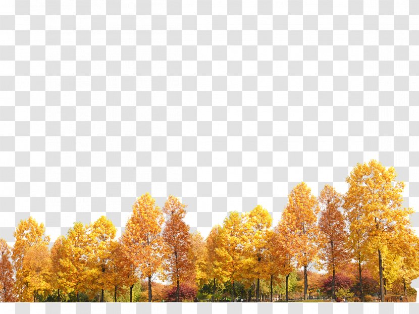 Yellow Trees - Deciduous - Sky Transparent PNG