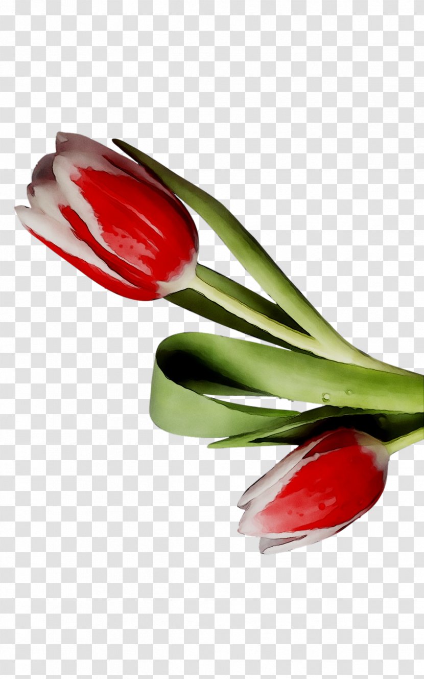 Tulip Cutlery Product Design - Red Transparent PNG