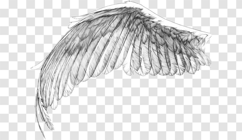 Tattoo Artist Sleeve Drawing Sketch - Wing - Concept Art Transparent PNG