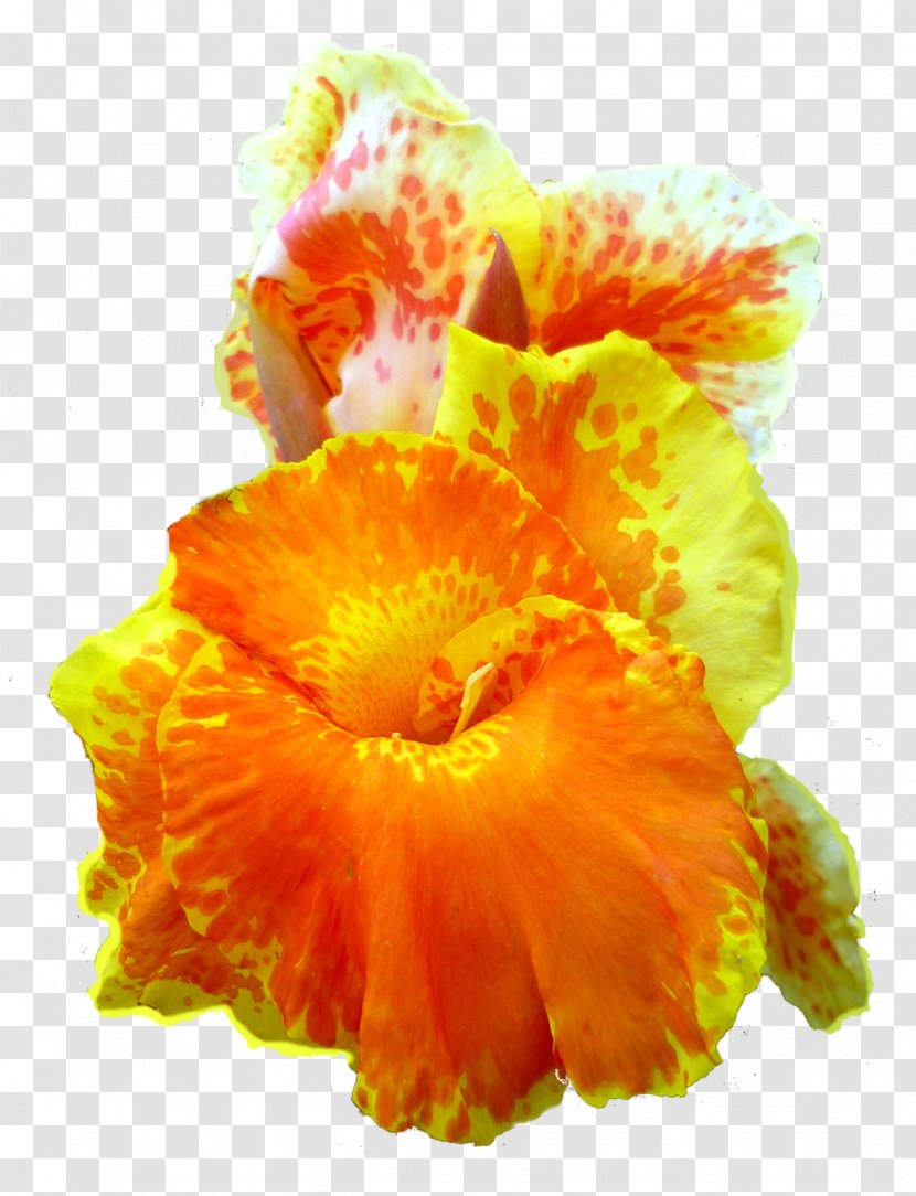 Canna Indica Flower Petal Clip Art - Indian Shot - Orange Transparent PNG