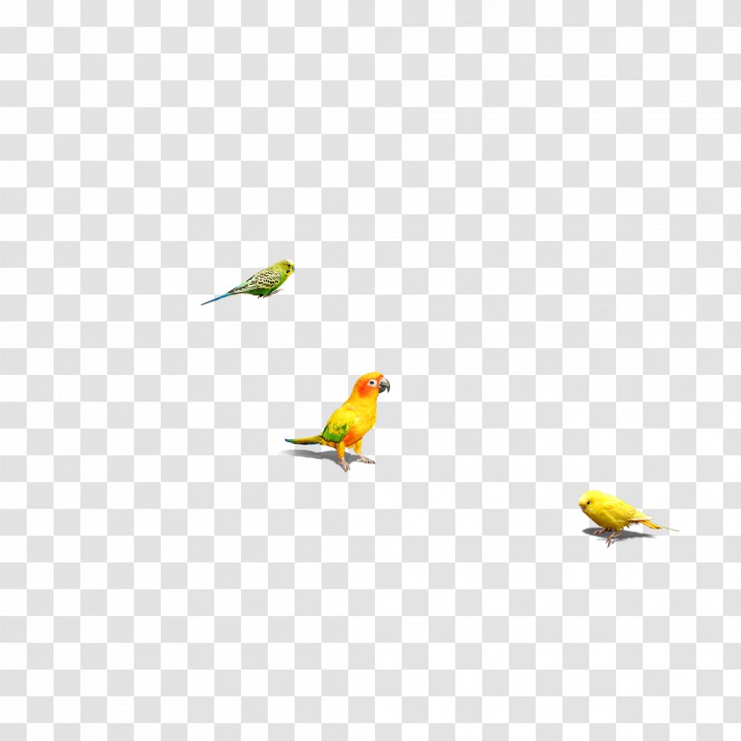 Bird Parrot - Wing Transparent PNG