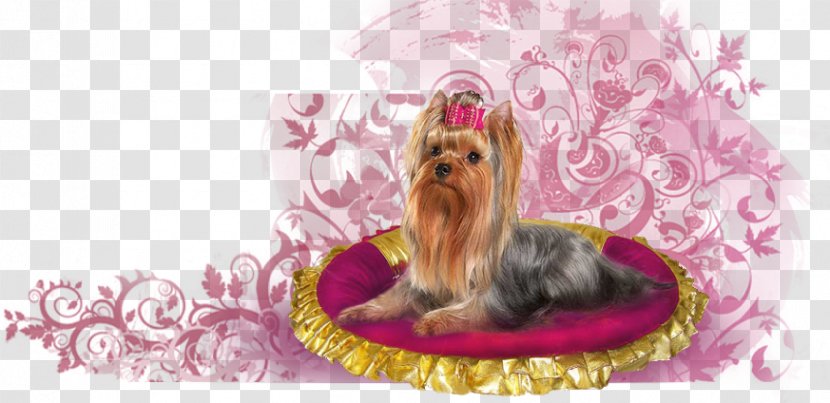 Yorkshire Terrier Puppy Dog Breed Luxury Dogs - Love - Fancy Transparent PNG