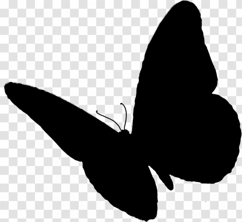 Butterfly Insect - Wing Transparent PNG