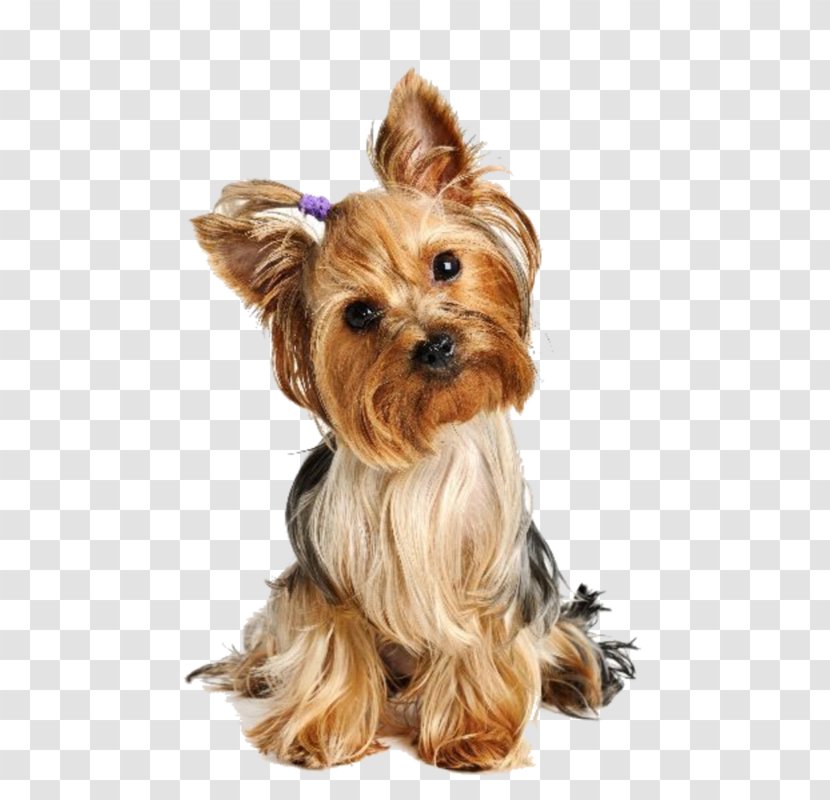 Yorkshire Terrier Puppy Boston Airedale Maltese Dog Transparent PNG