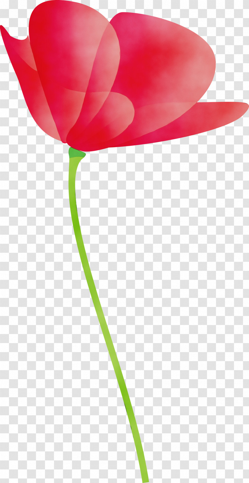 Tulip Red Petal Flower Pink Transparent PNG