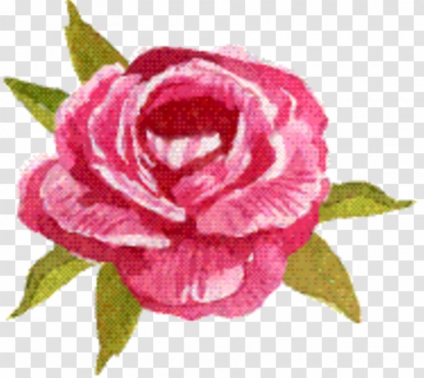 Pink Flowers Background - Petal - Rosa Gallica Magenta Transparent PNG
