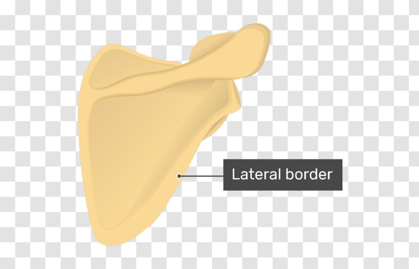 Scapula Surface Anatomy Human Bone - Beige - Axillary Transparent PNG
