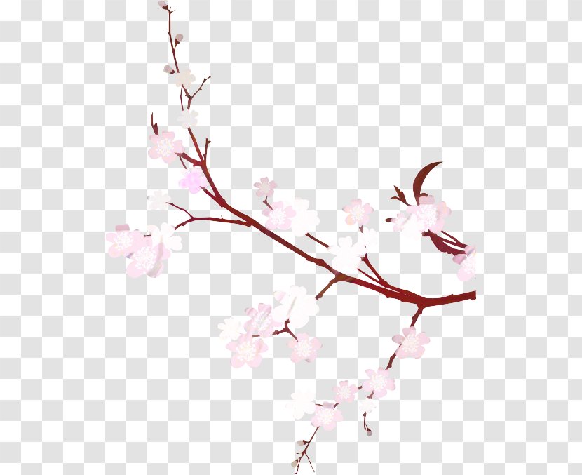 Cherry Blossom Flower Image East Asian - Japanese Maple - Plant Transparent PNG
