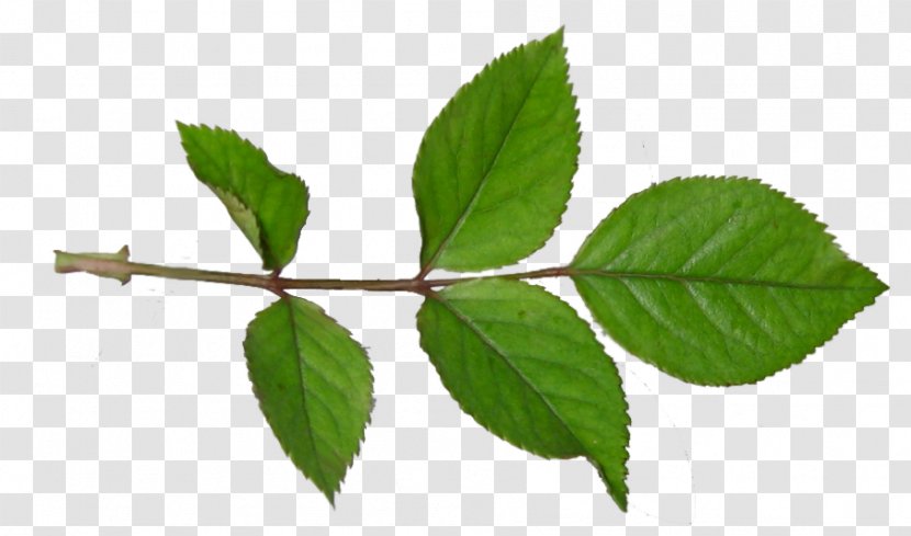 Twig Plant Stem Leaf - Branch - Olimpiadas Transparent PNG