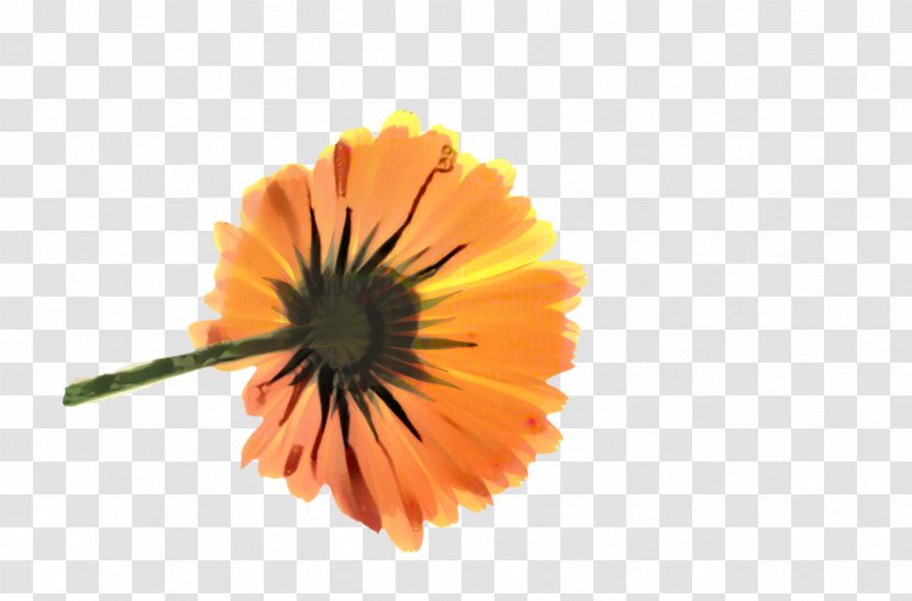 Blossom Flower - Pot Marigold - Poppy Family Wildflower Transparent PNG
