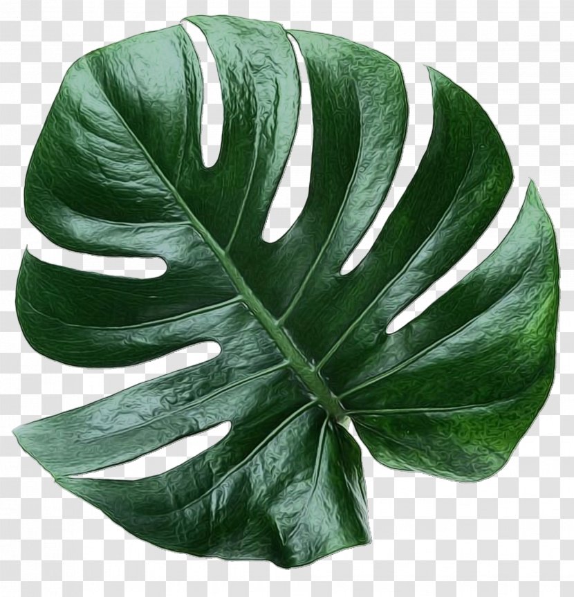 Green Leaf Background - Alismatales - Arrowroot Family Arum Transparent PNG