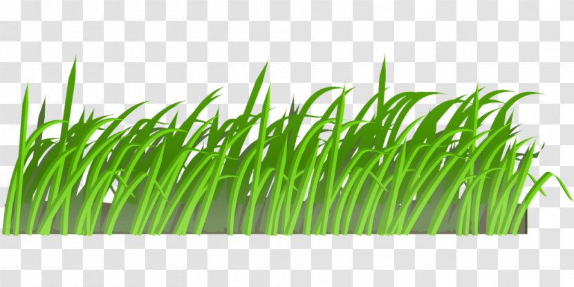 Green Grass Wheatgrass Plant Family - Herb Fodder Transparent PNG