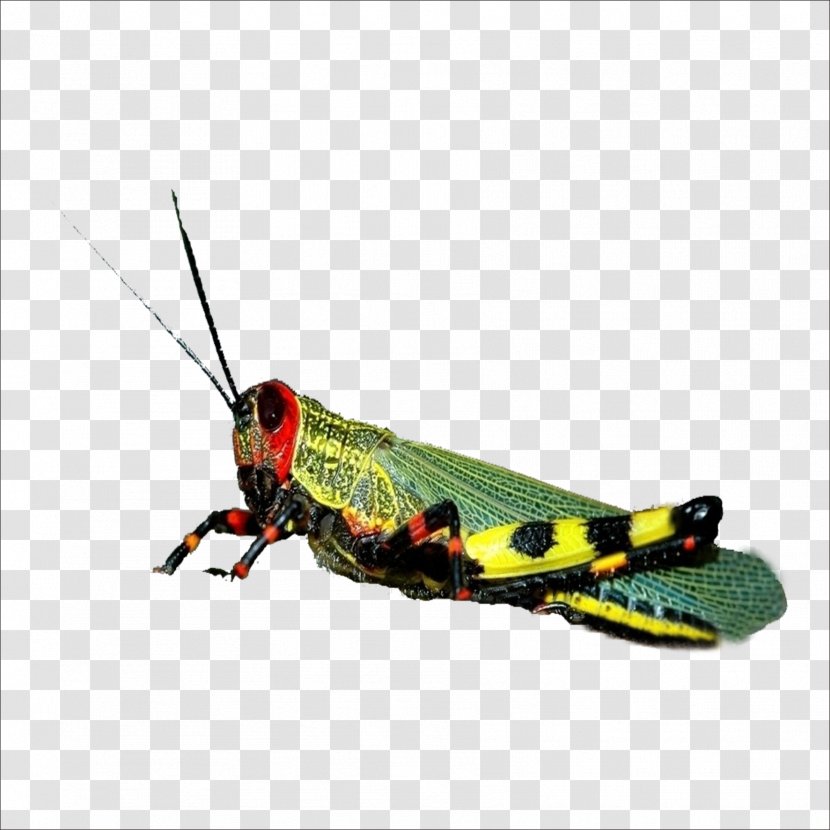 Grasshopper Locust Caelifera - Insect Transparent PNG