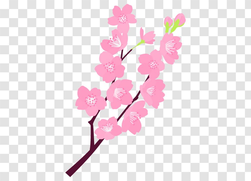 Kumamoto Psychic Cherry Blossom Floral Design Flower - Spirituality Transparent PNG