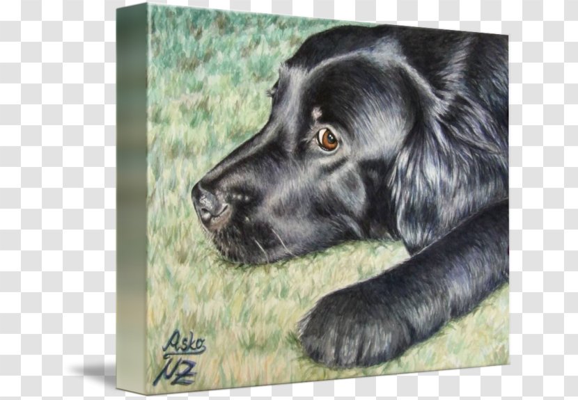 Flat-Coated Retriever Field Spaniel Boykin Poster Drawing - Flat Coated - Coat Transparent PNG