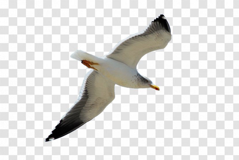 European Herring Gull Columbidae Bird Squab Great Black-backed - Neck Transparent PNG