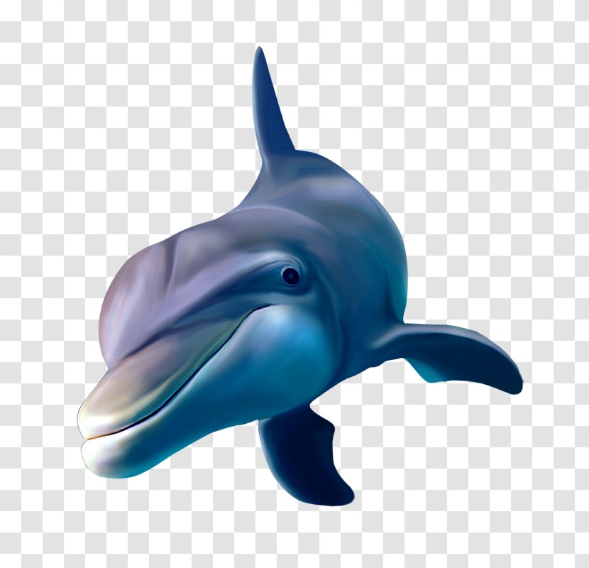 Dolphin Whale Poster - Short Beaked Common - Fairy Tale Transparent PNG