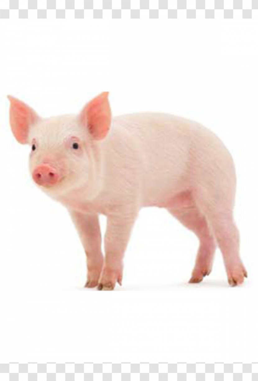 Miniature Pig Middle White Stock Photography Farming Transparent PNG