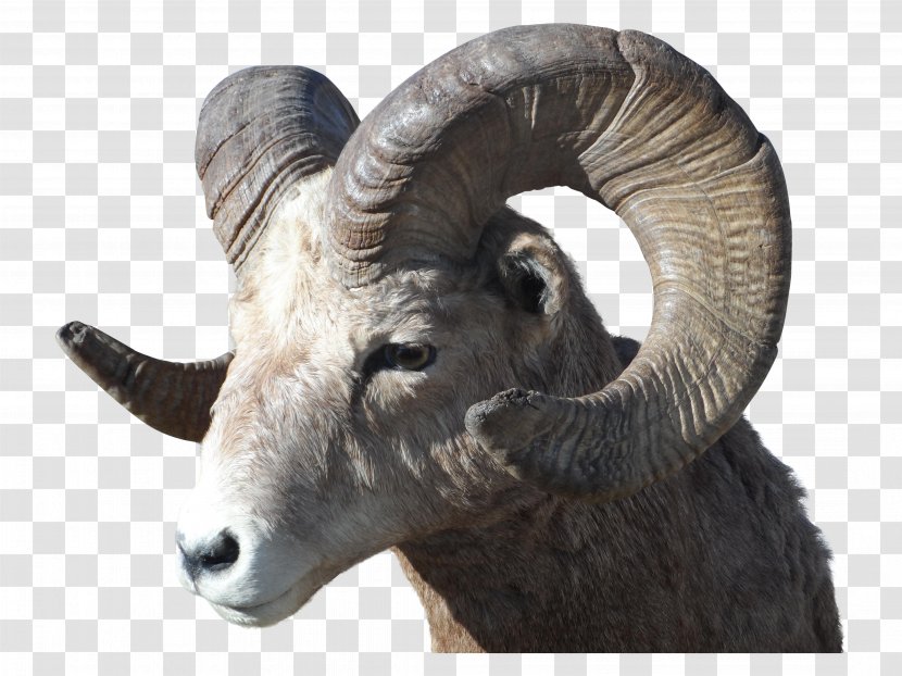 Rocky Mountain Bighorn Sheep Argali - Goatantelope Transparent PNG