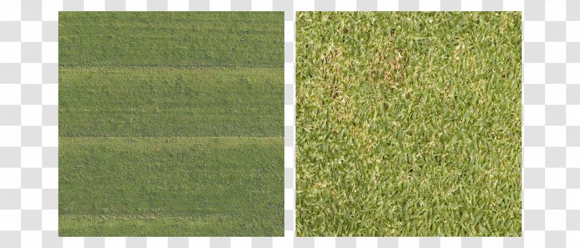 Lawn Green Grasses Angle Minute - Grass Transparent PNG