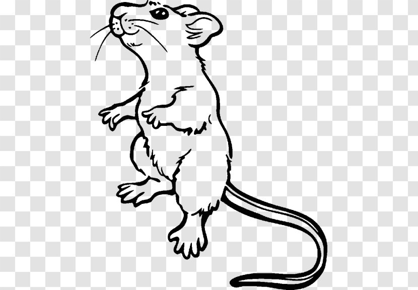 Computer Mouse Angelet De Les Dents Minnie Drawing Rat - Carnivoran Transparent PNG