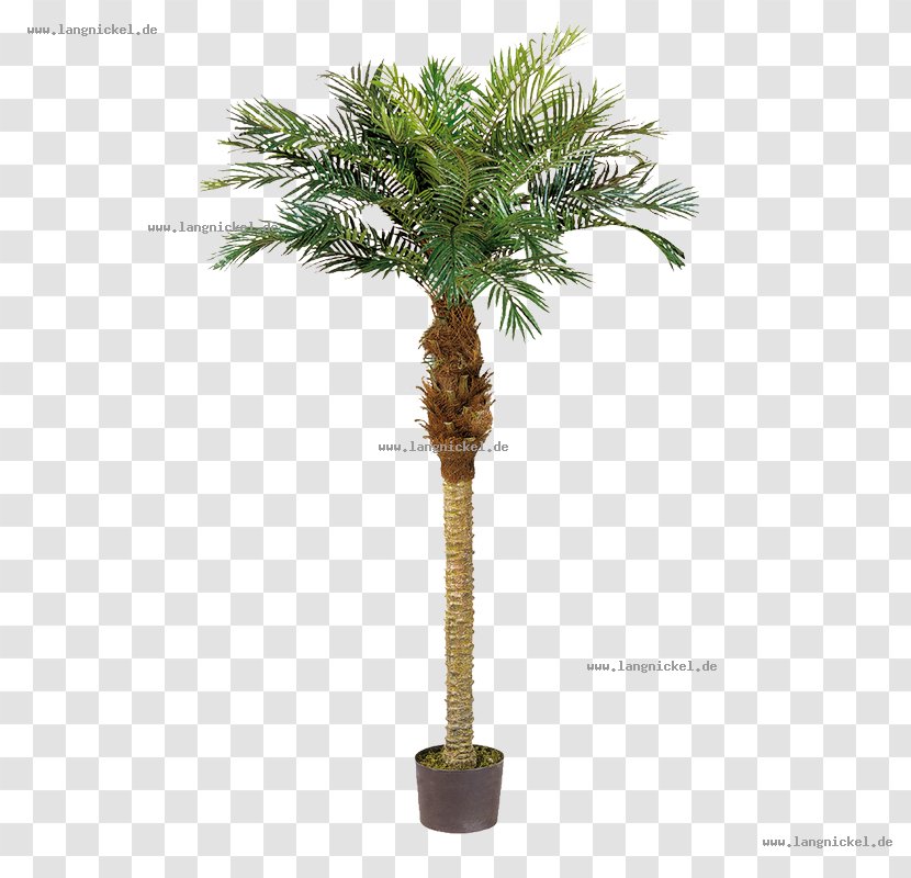 Stock Photography Royalty-free Green Asian Palmyra Palm - Date - Tree Transparent PNG