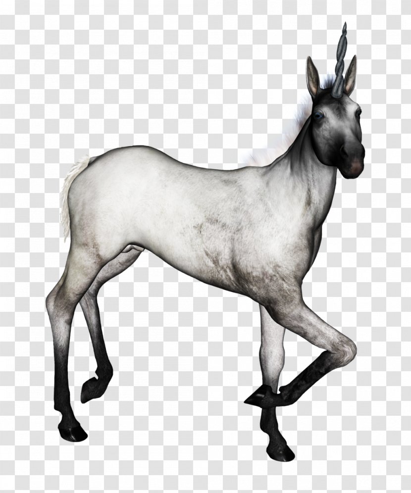 Mustang Aeryn Sun Foal Stallion Mare - Mule - Unicorn Horn Transparent PNG