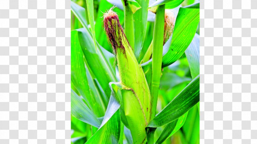 Los Santos Province Coclé Bocas Del Toro Crop Agriculture - Corn Transparent PNG