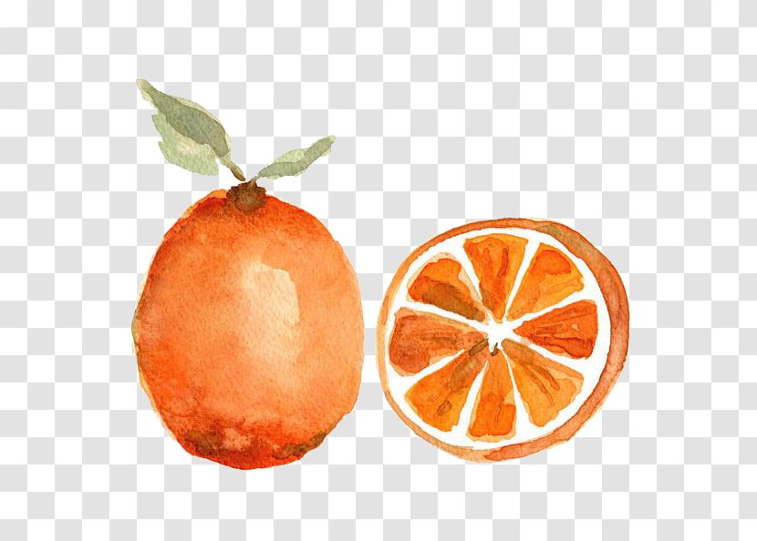 Watercolor Painting Orange Fruit Printmaking - Color Transparent PNG