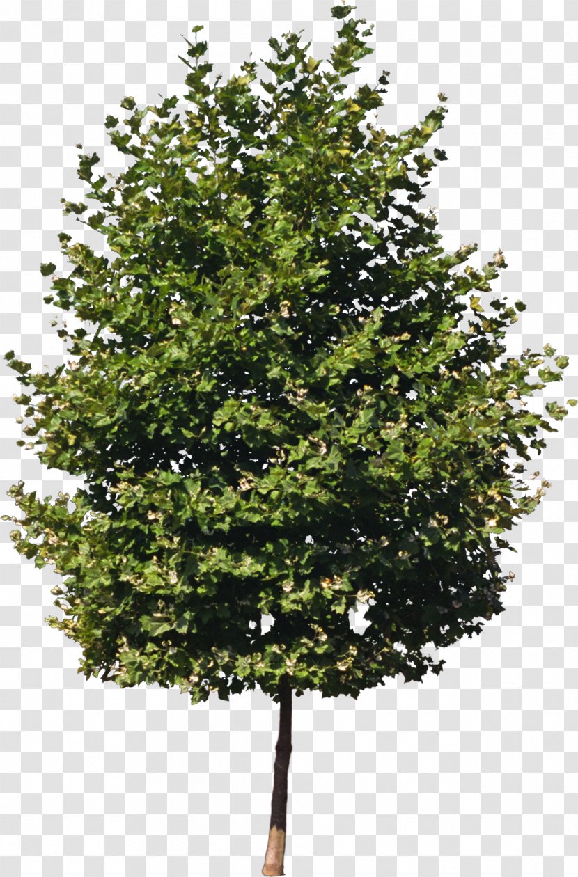 Tree Isometric Graphics In Video Games And Pixel Art Clipping Path Sprite - Bushes Transparent PNG