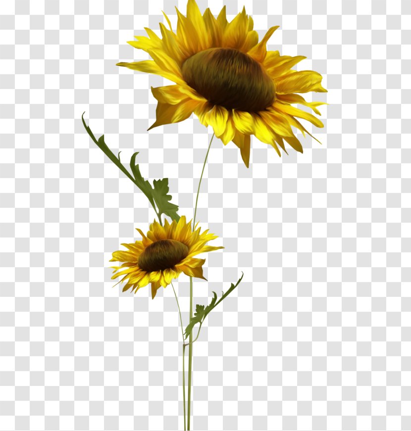 Common Sunflower Seed Daisy Family - Flower Transparent PNG