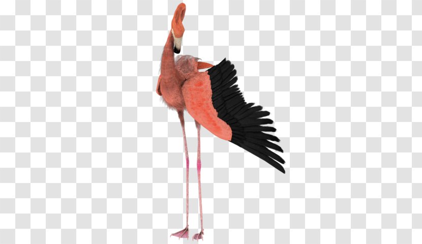 Bird Flamingo Drawing Flight Transparent PNG