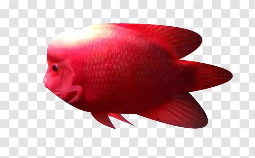 Close-up Fish - Red Ocean Transparent PNG