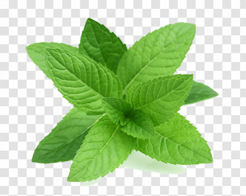 Peppermint Tea Mentha Spicata Leaf Herb - Flavor - Real Leaves Transparent Transparent PNG