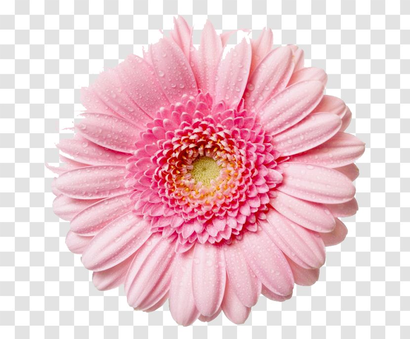 Pink Flowers Rose Clip Art - Gerbera - Image Transparent PNG