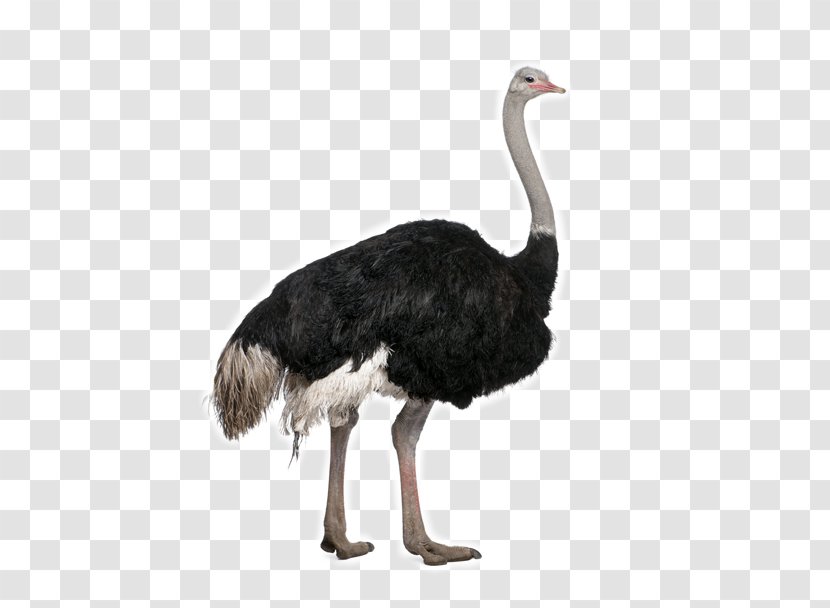 Common Ostrich Bird Stock Photography Clip Art Transparent PNG