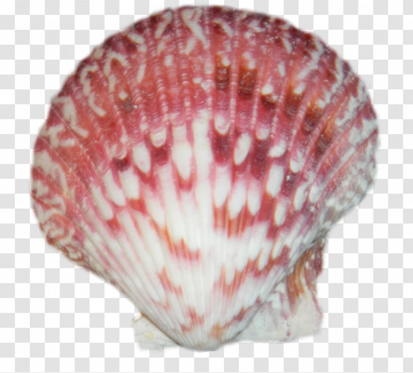 Seashell Cockle Mollusc Shell Conchology - Molluscs - Download Latest Version 2018 Transparent PNG