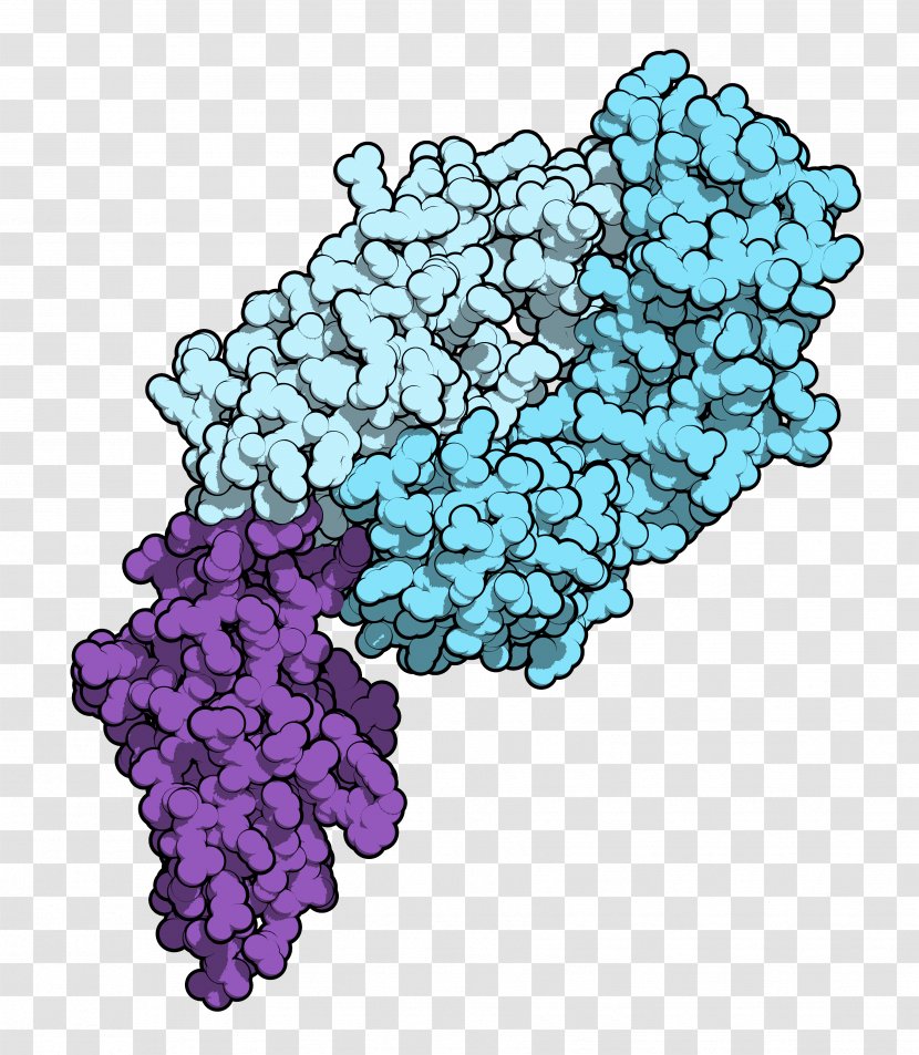 Cancer Oncology Melanoma Nivolumab Monoclonal Antibody - Grapevine Family - Immune System Transparent PNG