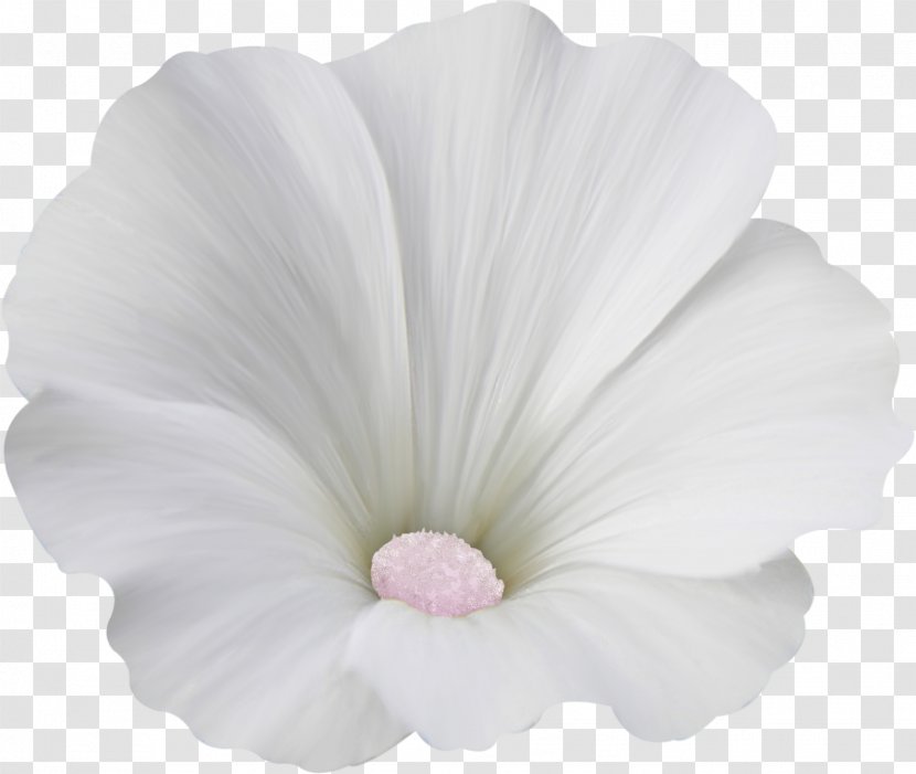 Mallows Close-up Herbaceous Plant Family - Petal Transparent PNG