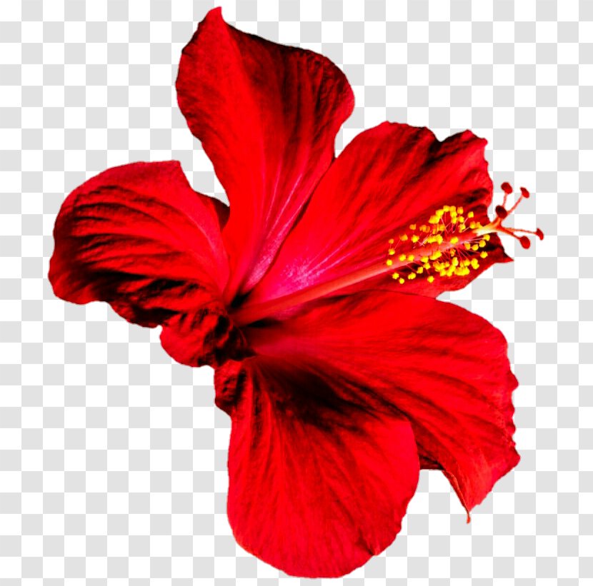 Shoeblackplant Rosemallows - Hibiscus - Red Transparent PNG