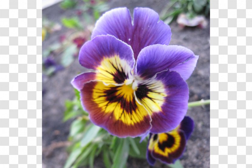 Pansy Violet Annual Plant - Flowering Transparent PNG