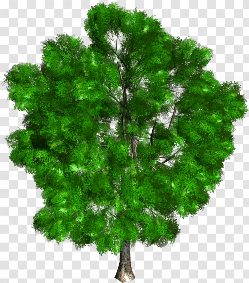 Forest Park Clip Art Garden - Woody Plant - Green Trees Transparent PNG