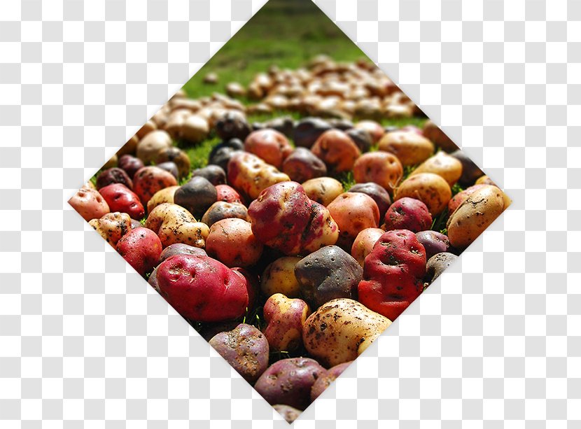 Peruvian Cuisine Potato Hostal Luna Muchik Food Potage - Vegetable Transparent PNG