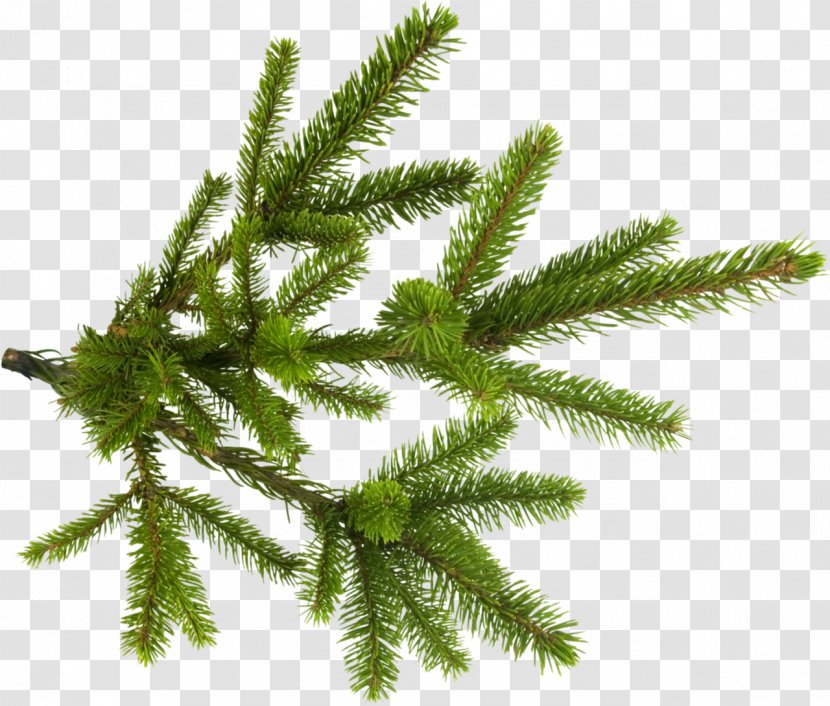 Spruce Branch New Year Tree Clip Art - Pine - Twigs Transparent PNG