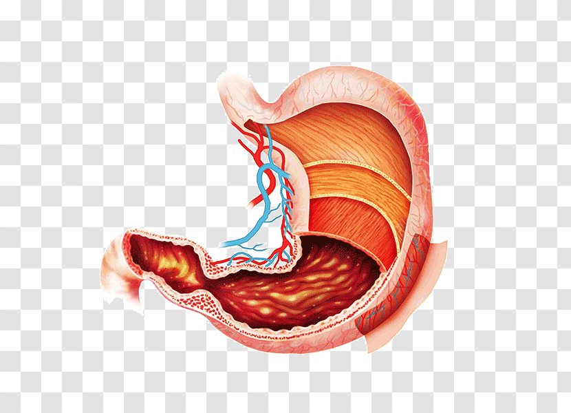 Advanced Physical Medicine Anatomy Digestion Abdomen Gastrointestinal Tract - Heart - Cartoon Transparent PNG