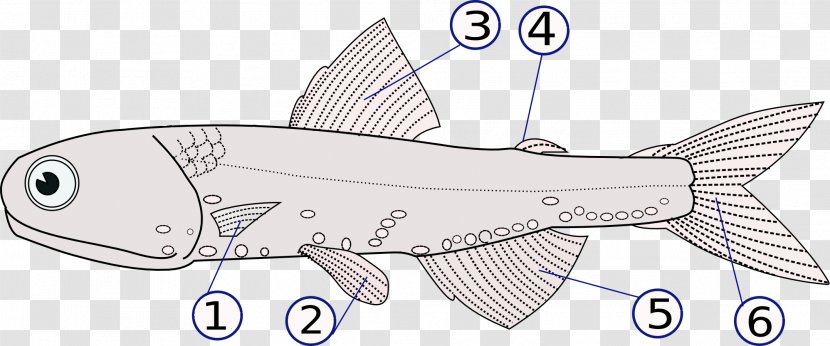 Vertebrate Fish Fin Dorsal - Cetacea - Flippers Transparent PNG