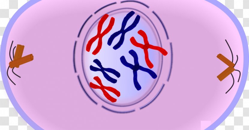 Prophase Mitosis Metaphase Anaphase Meiosis - Interphase Transparent PNG