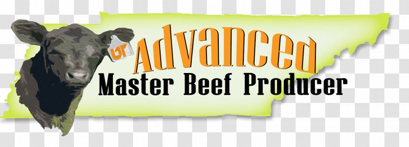 Dairy Cattle Angus Tennessee Beefmaster Calf - Beef - Producer Transparent PNG