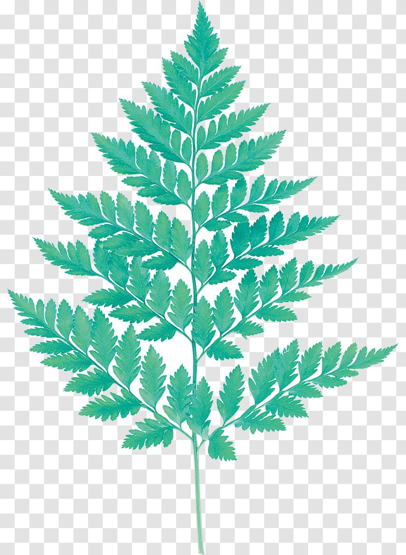 Fern Watercolor Painting Leaf Nature - Vascular Plant Transparent PNG
